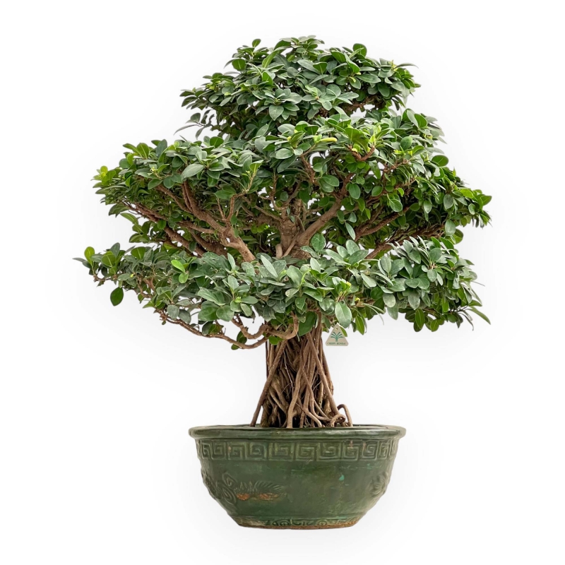 Ficus Formosanum - Fig - 89 cm