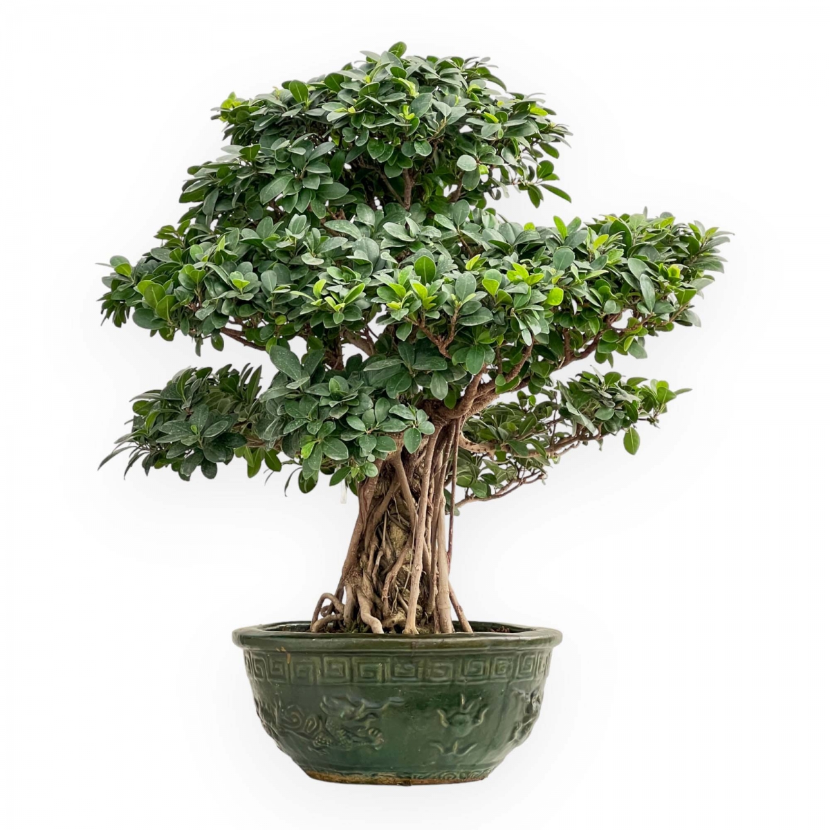 Ficus Formosanum - Fig - 89 cm