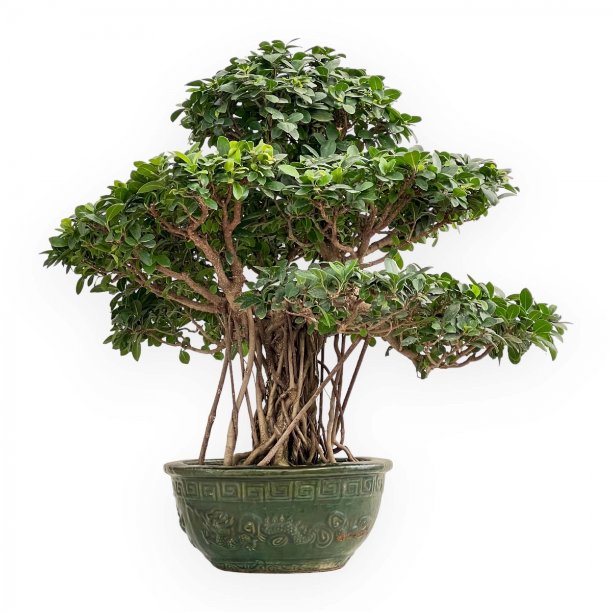 Ficus Formosanum - Fig - 89 cm