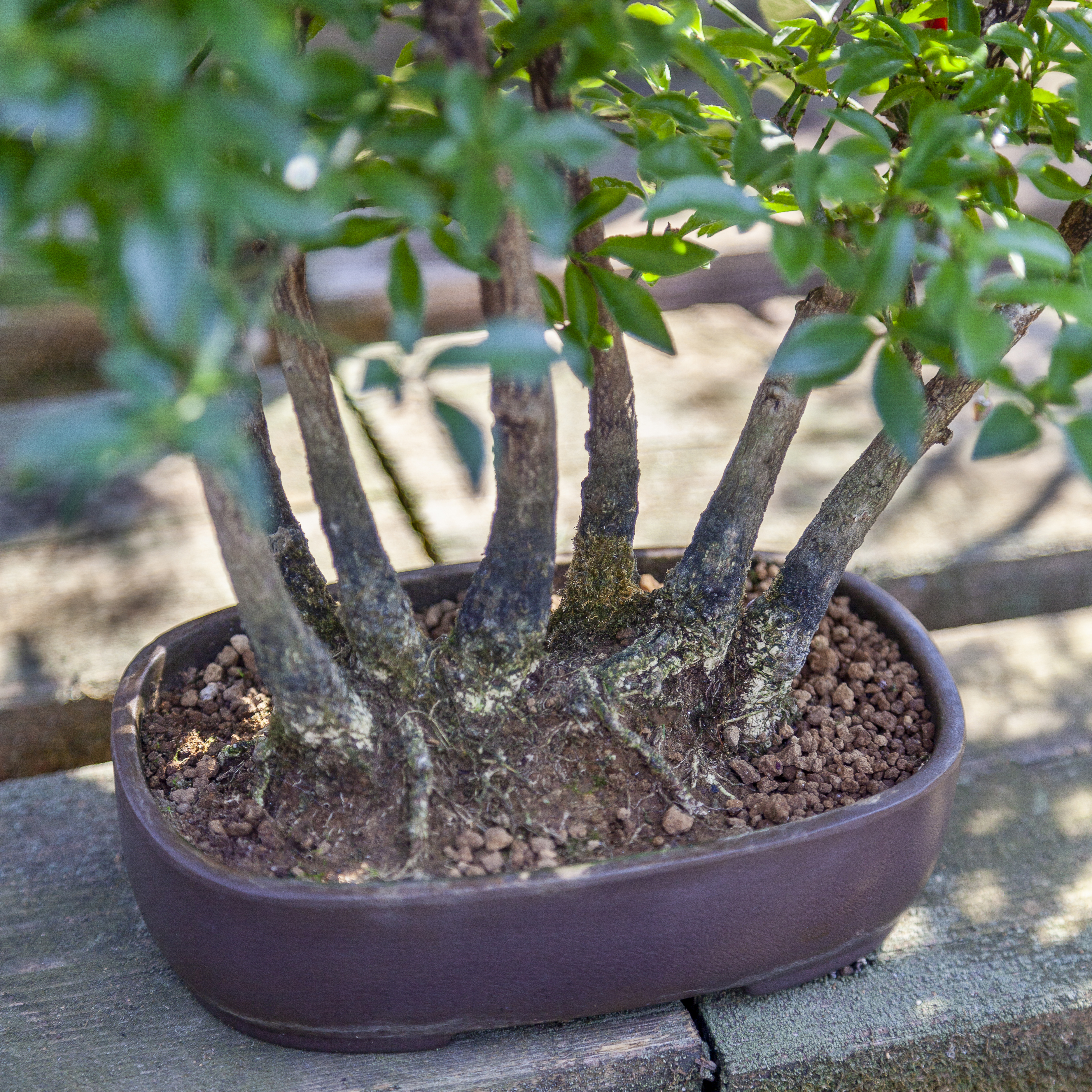 Attrezzi bonsai per mantenere il tuo bonsai